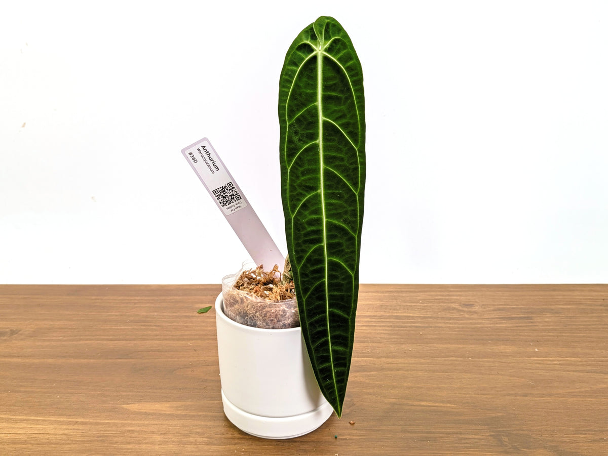 Anthurium Warocqueanum - Dark & Narrow - Pick Your Exact Plant (#36)