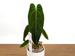 Anthurium Warocqueanum x Waterburyanum - Exact Plants