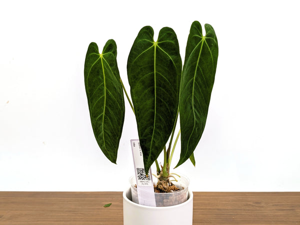 Anthurium Queen's Kiss - Exact Plants (#36)