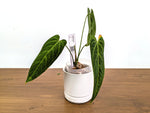 Anthurium Queen's Kiss - Exact Plants (#36)