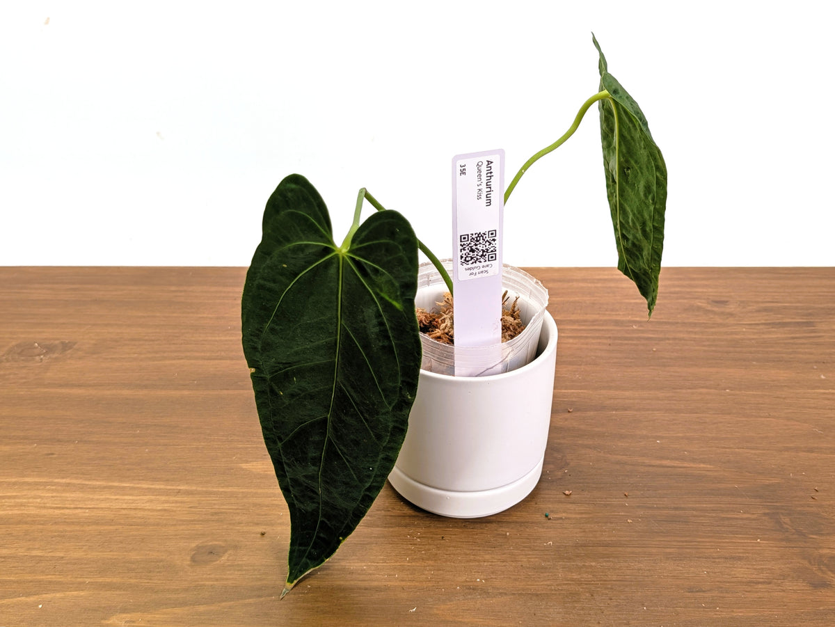 Anthurium Queen's Kiss - Exact Plants (#36)