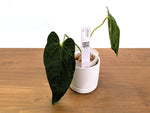 Anthurium Queen's Kiss - Exact Plants (#36)