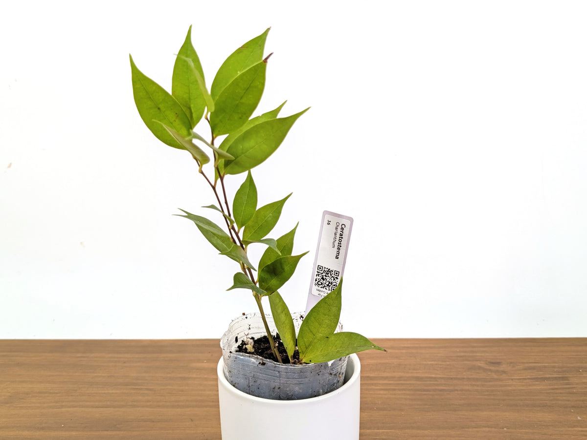 Ceratostema Charianthum