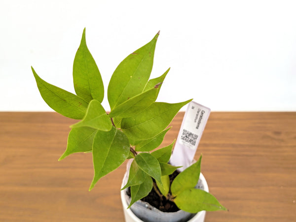 Ceratostema Charianthum