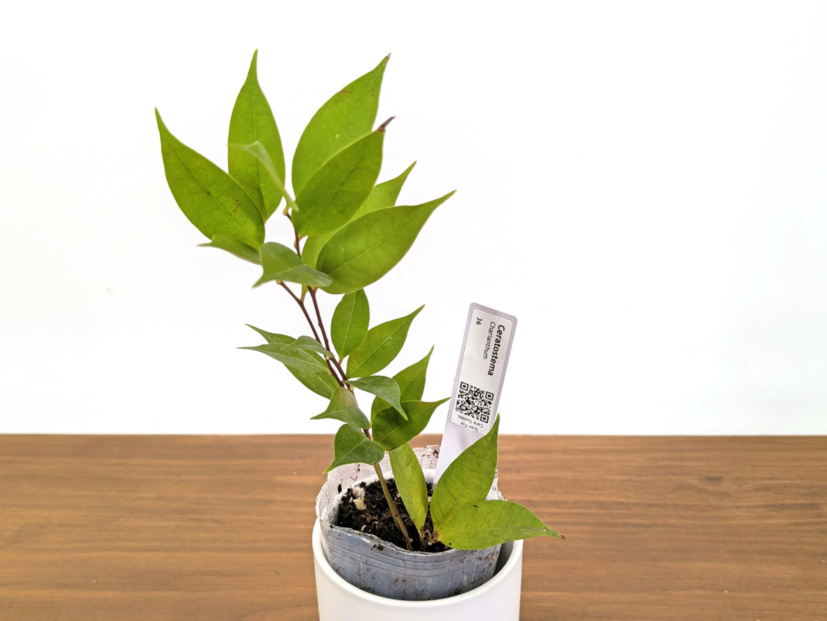 Ceratostema Charianthum
