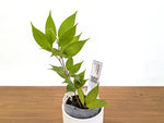 Ceratostema Charianthum