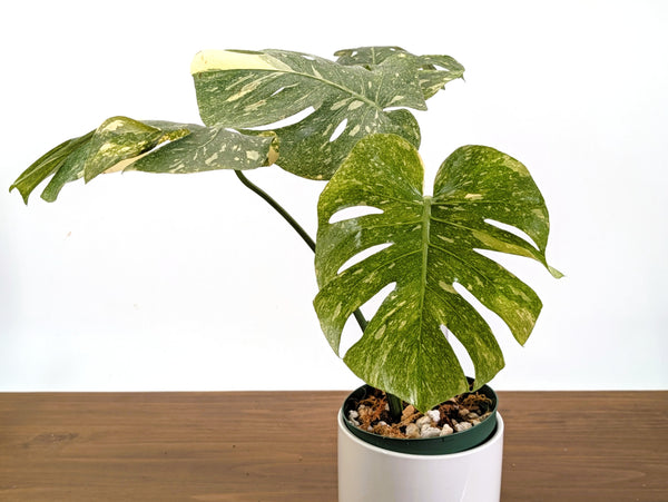Monstera Legacy - 6" Pot Exact Plants