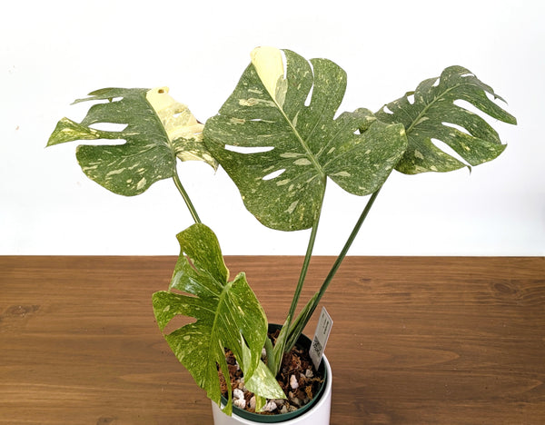 Monstera Legacy 6" Pot Exact Plant #36A