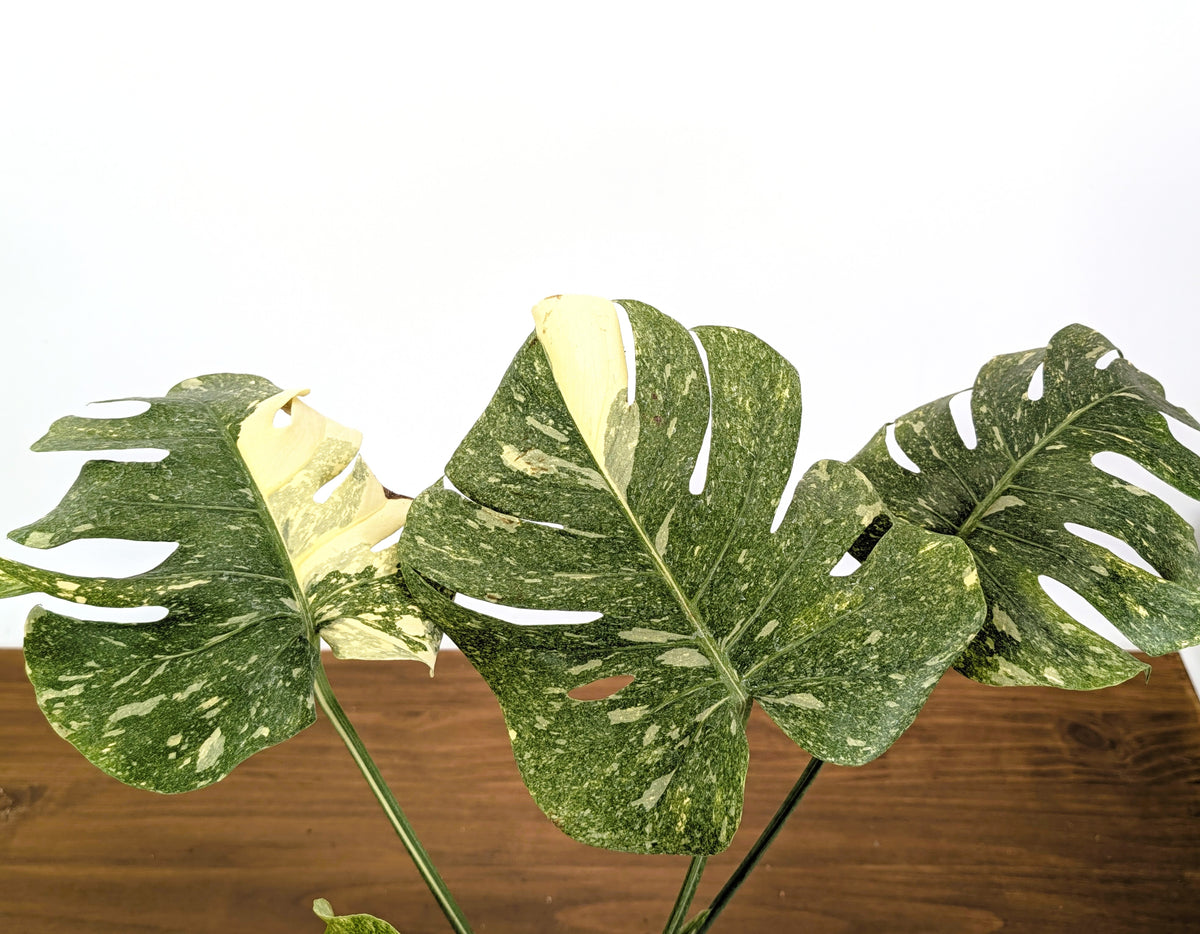 Monstera Legacy - 6" Pot Exact Plants