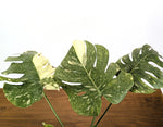 Monstera Legacy 6" Pot Exact Plant #36A