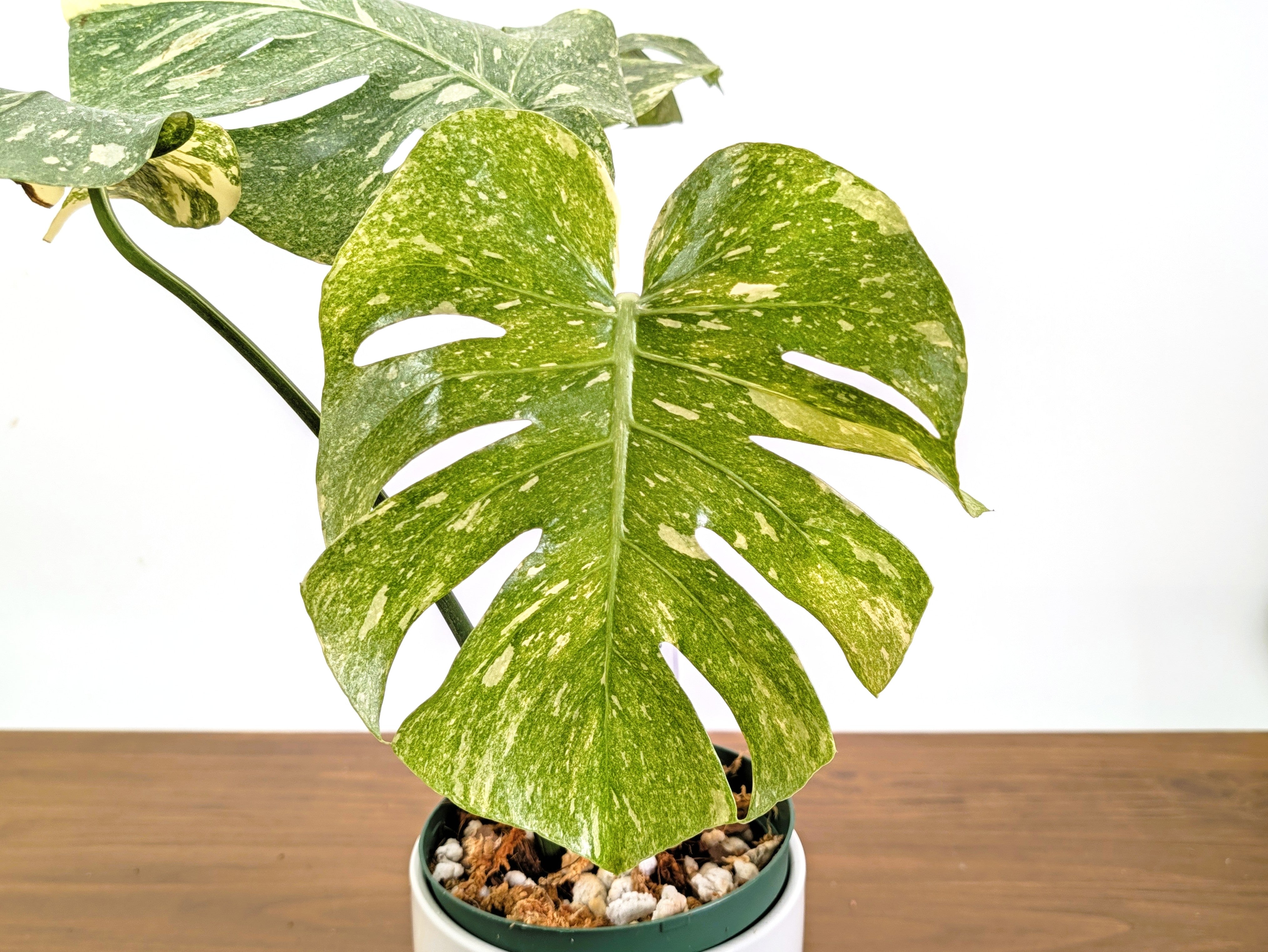 Monstera Legacy 6