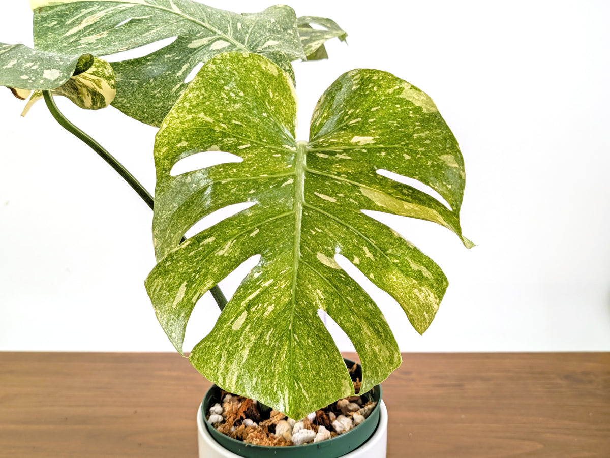 Monstera Legacy 6" Pot Exact Plant #36A