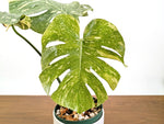 Monstera Legacy 6" Pot Exact Plant #36A
