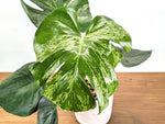 Monstera Bulbasaur 6 Inch Pot Exact Plant + Premium Aroid Potting Mix | Plant #36A