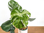 Monstera Bulbasaur 6 Inch Pot Exact Plant + Premium Aroid Potting Mix | Plant #36A