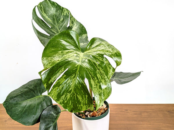 Monstera Bulbasaur 6 Inch Pot Exact Plant + Premium Aroid Potting Mix | Plant #36A