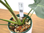 Monstera Bulbasaur 6 Inch Pot Exact Plant + Premium Aroid Potting Mix | Plant #36A