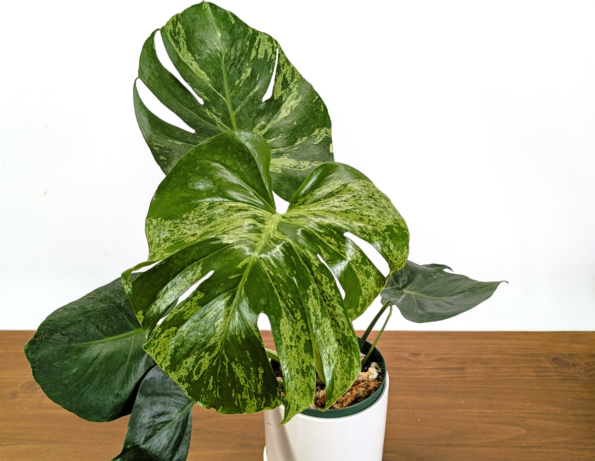 Monstera Bulbasaur 6 Inch Pot Exact Plant + Premium Aroid Potting Mix | Plant #36A