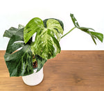 Monstera Bulbasaur 6 Inch Pot Exact Plant + Premium Aroid Potting Mix | Plant #36B