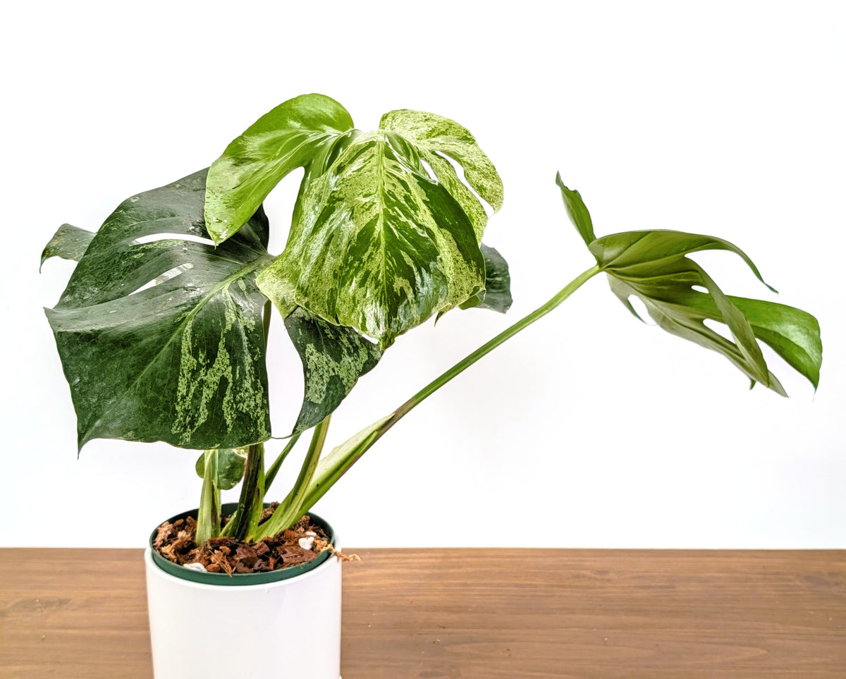 Monstera Bulbasaur 6 Inch Pot Exact Plant + Premium Aroid Potting Mix | Plant #36B