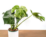 Monstera Bulbasaur 6 Inch Pot Exact Plant + Premium Aroid Potting Mix | Plant #36B