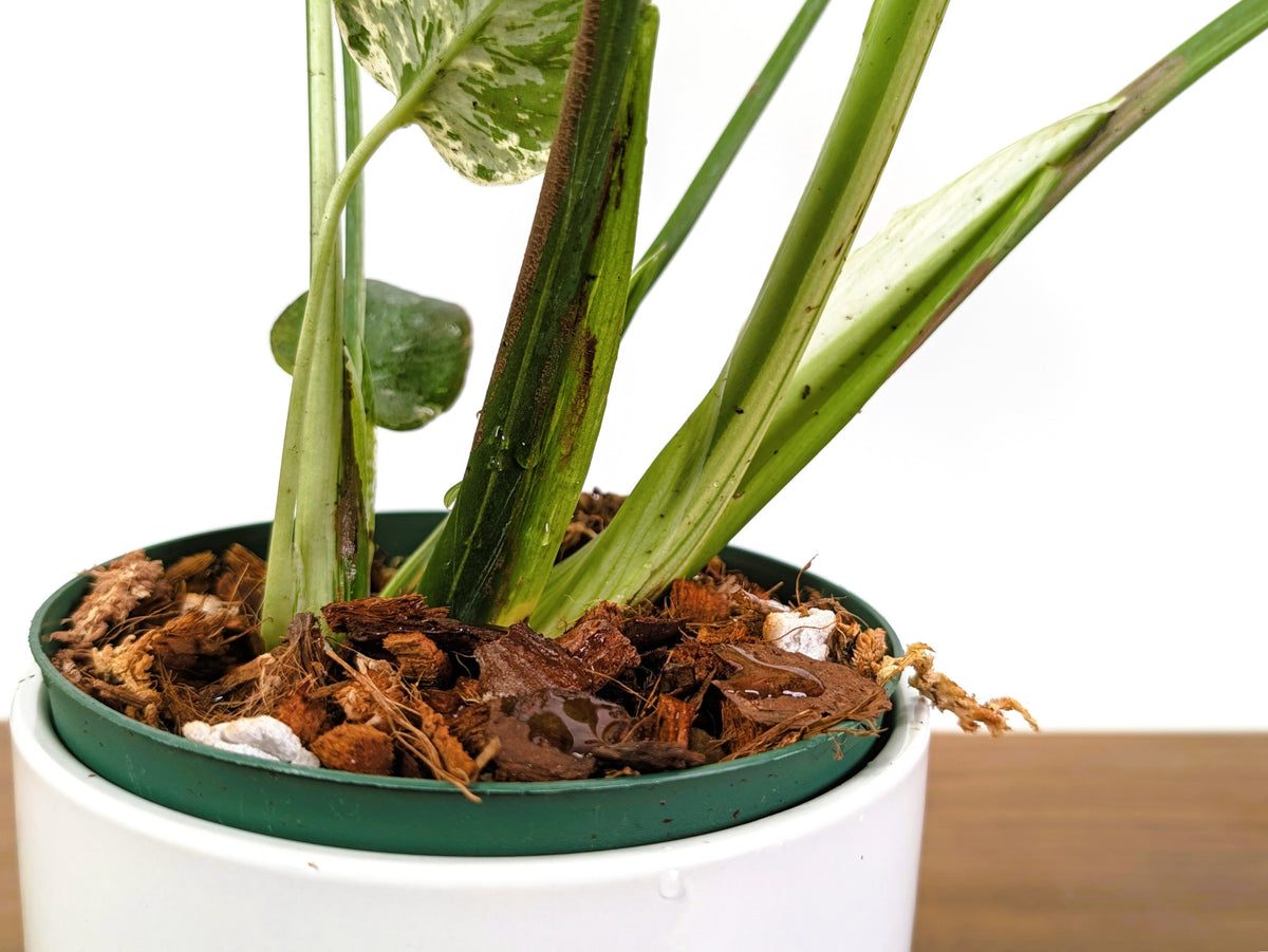 Monstera Bulbasaur 6 Inch Pot Exact Plant + Premium Aroid Potting Mix | Plant #36B