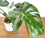 Monstera Bulbasaur 6 Inch Pot Exact Plant + Premium Aroid Potting Mix | Plant #36B