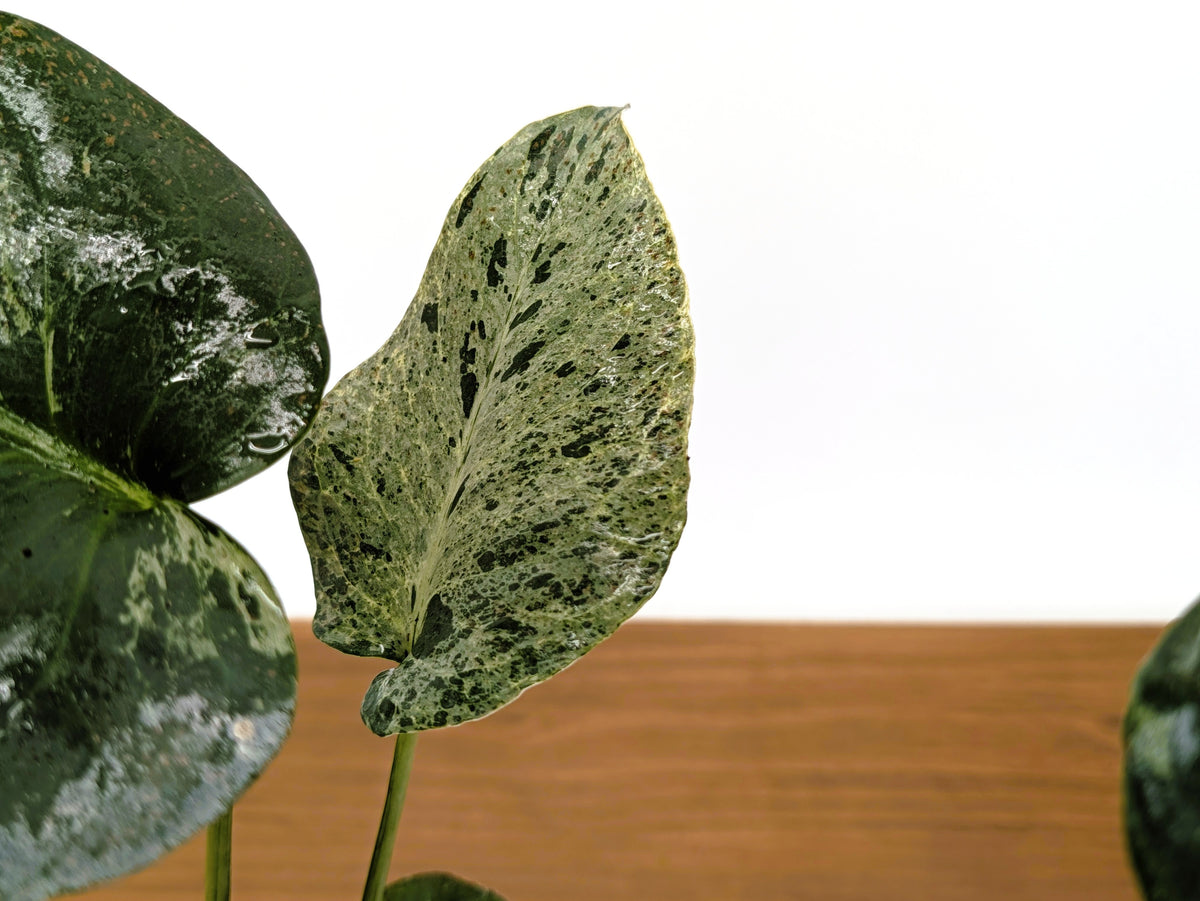 Monstera Bulbasaur 6 Inch Pot Exact Plant + Premium Aroid Potting Mix | Plant #36B