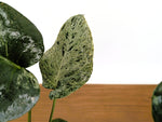 Monstera Bulbasaur 6 Inch Pot Exact Plant + Premium Aroid Potting Mix | Plant #36B
