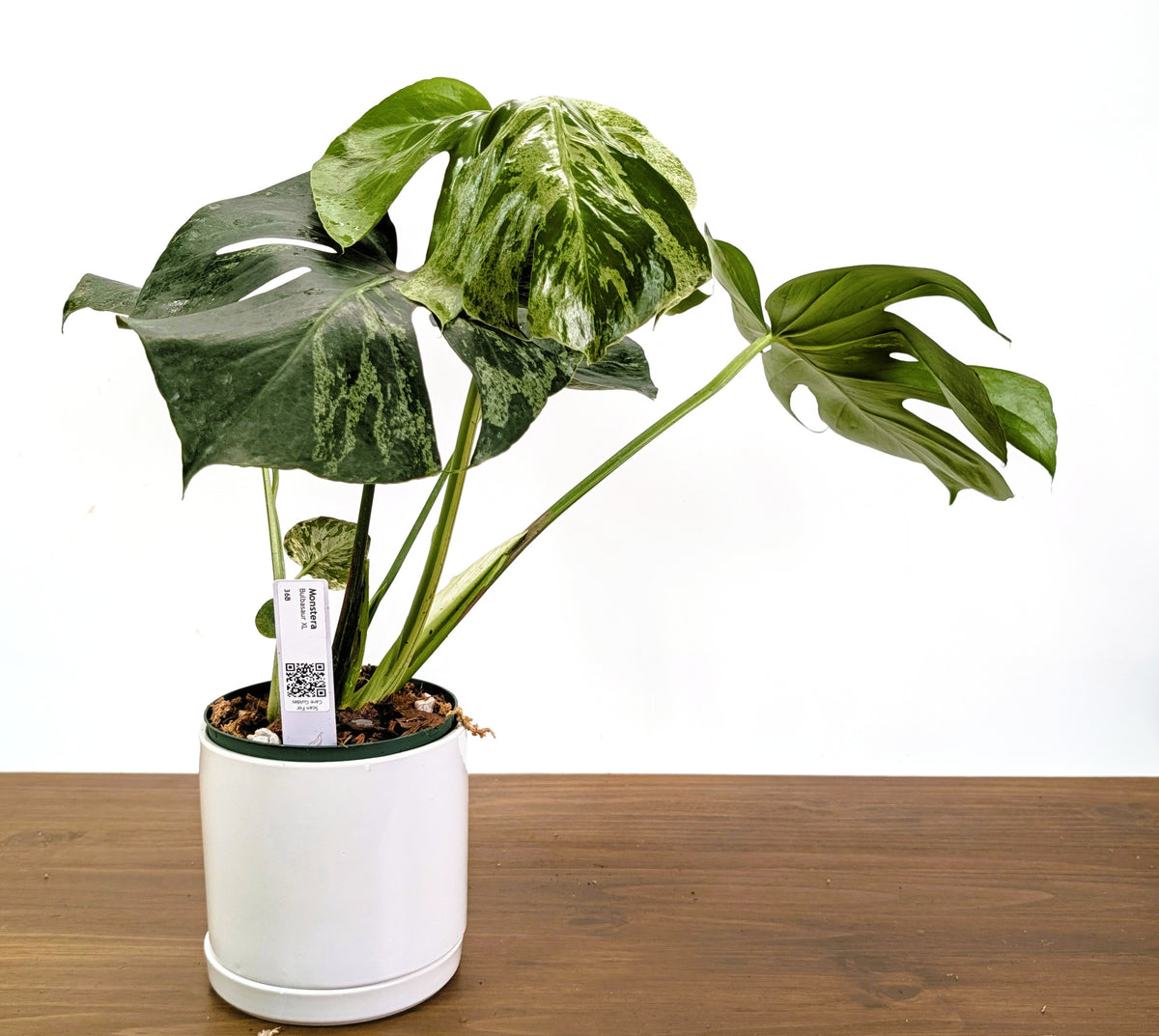 Monstera Bulbasaur 6 Inch Pot Exact Plant + Premium Aroid Potting Mix | Plant #36B