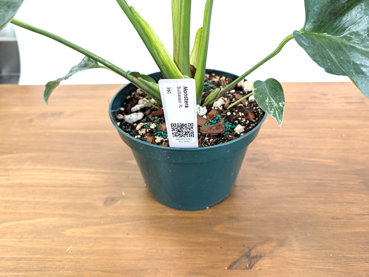 Monstera Bulbasaur 8 Inch Pot Exact Plant + Premium Aroid Potting Mix | Plant #36C