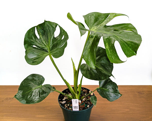 Monstera Bulbasaur 8 Inch Pot Exact Plant + Premium Aroid Potting Mix | Plant #36C
