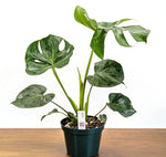 Monstera Bulbasaur 8 Inch Pot Exact Plant + Premium Aroid Potting Mix | Plant #36C