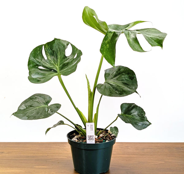 Monstera Bulbasaur 8 Inch Pot Exact Plant + Premium Aroid Potting Mix | Plant #36C