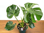 Monstera Bulbasaur 8 Inch Pot Exact Plant + Premium Aroid Potting Mix | Plant #36C