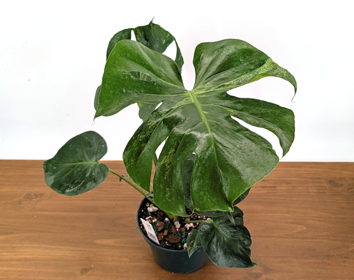 Monstera Bulbasaur 8 Inch Pot Exact Plant + Premium Aroid Potting Mix | Plant #36C