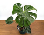 Monstera Bulbasaur 8 Inch Pot Exact Plant + Premium Aroid Potting Mix | Plant #36C