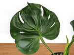 Monstera Bulbasaur 8 Inch Pot Exact Plant + Premium Aroid Potting Mix | Plant #36C