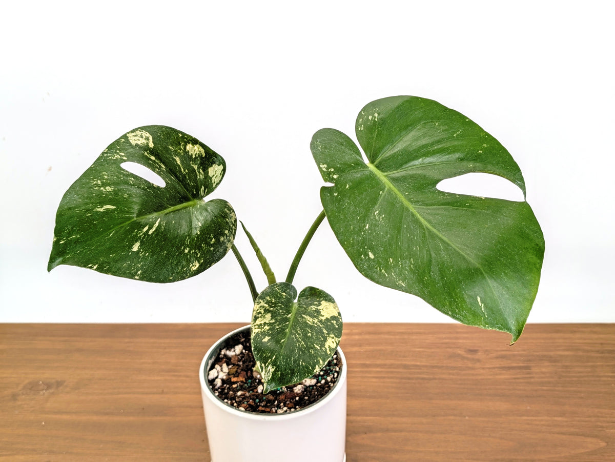 Monstera Deliciosa Mint Variegated
