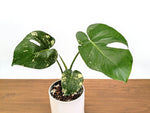 Monstera Deliciosa Mint Variegated