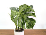 Monstera Bulbasaur