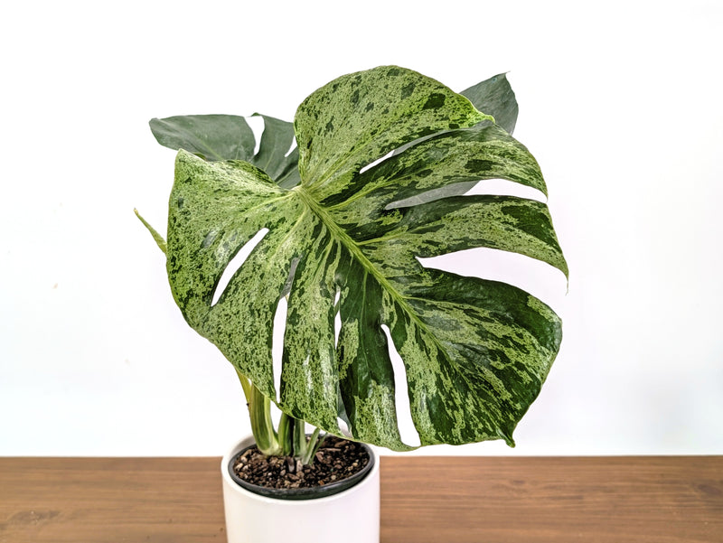Monstera Bulbasaur