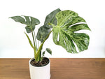 Monstera Bulbasaur