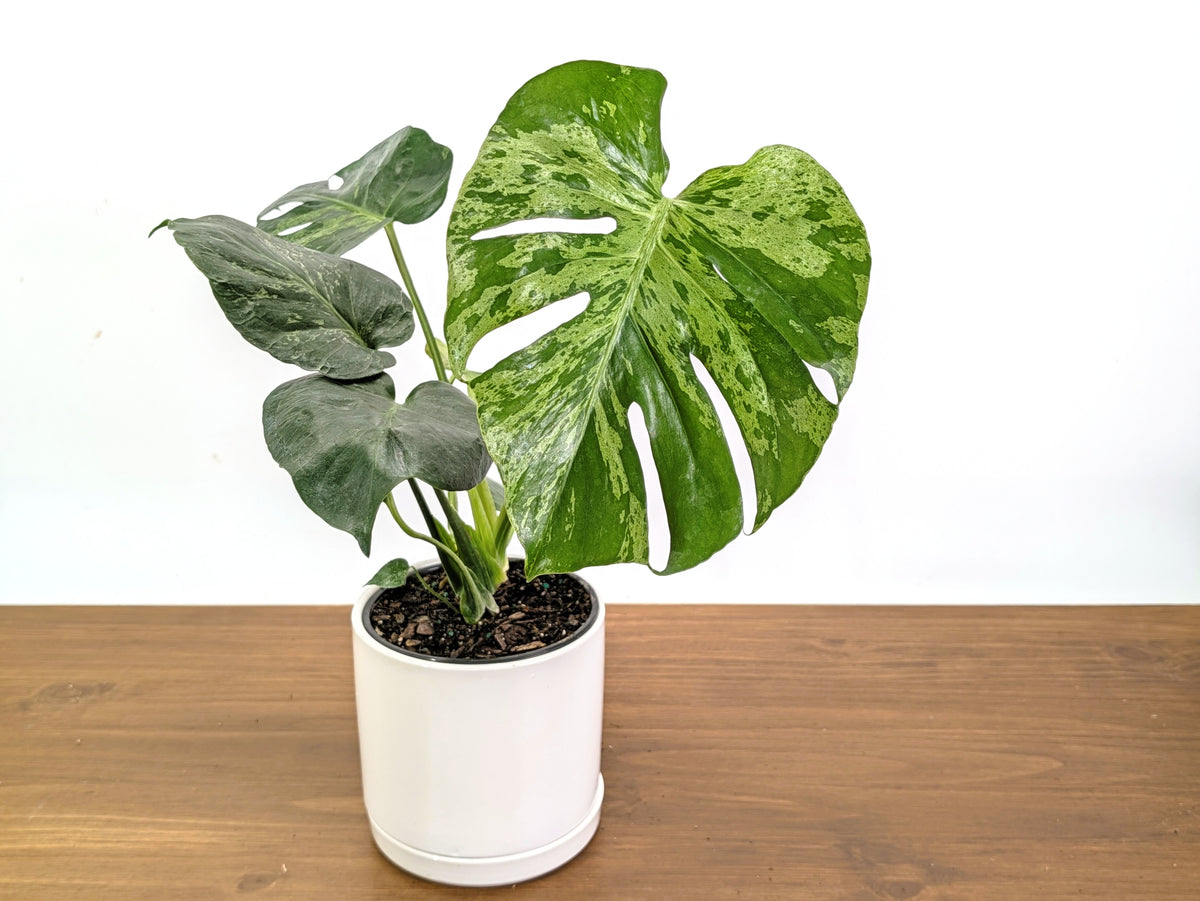 Monstera Bulbasaur