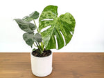 Monstera Bulbasaur