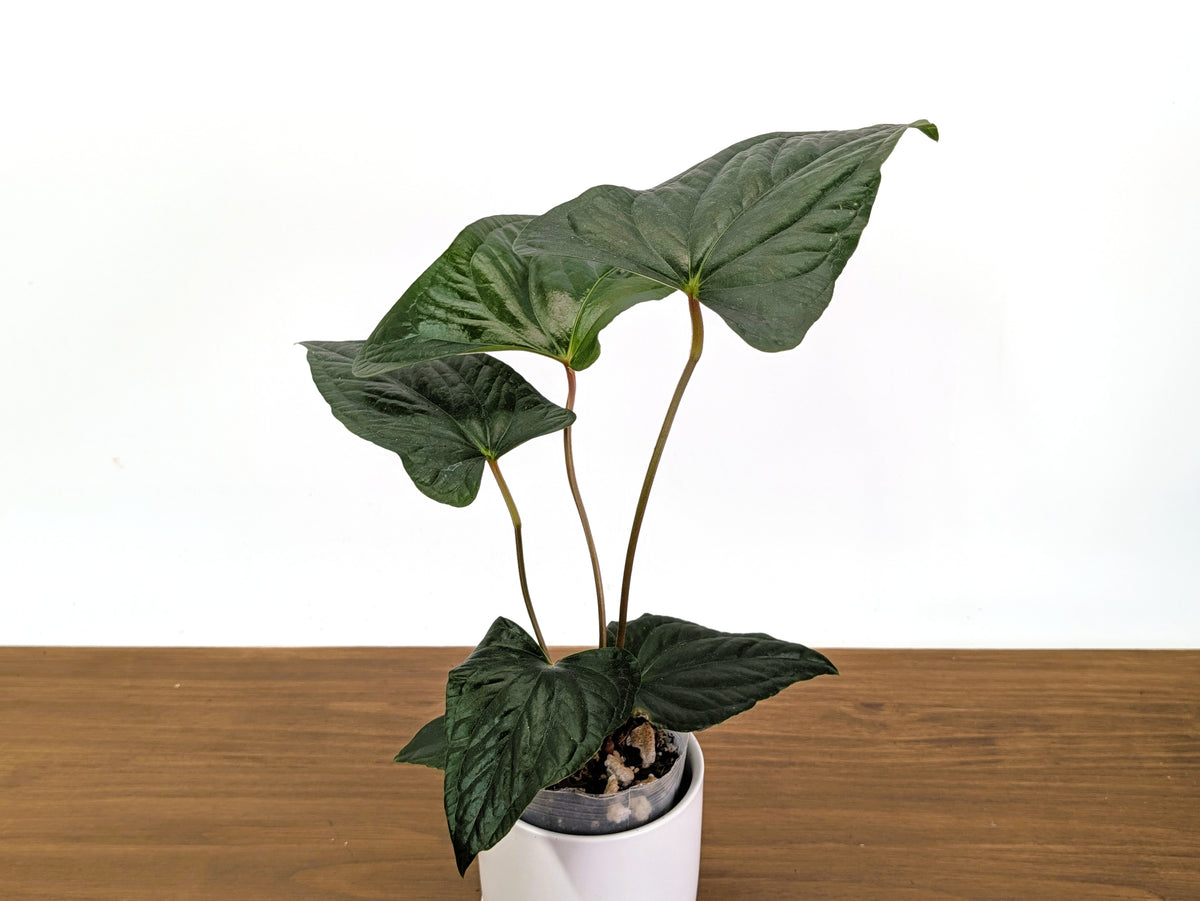 Anthurium 'Happy Bunny' (Pinkleyi x Luxurians)