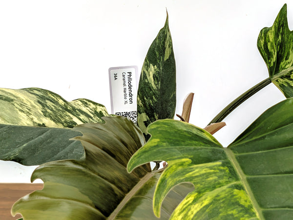Philodendron Caramel Marble Variegated XXL Exact Plant #36A