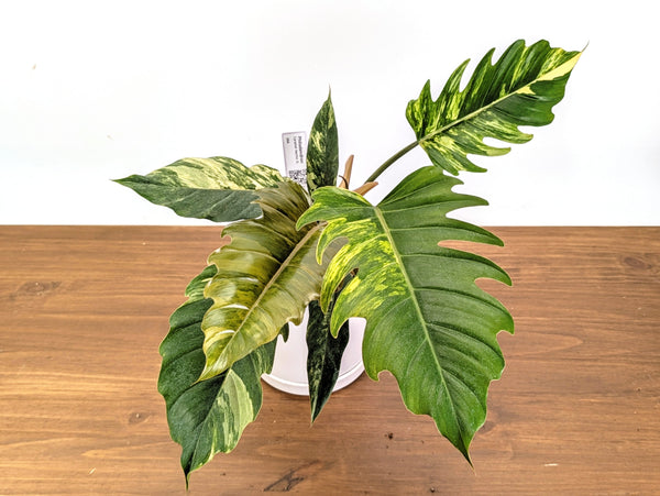 Philodendron Caramel Marble Variegated XXL Exact Plant #36A