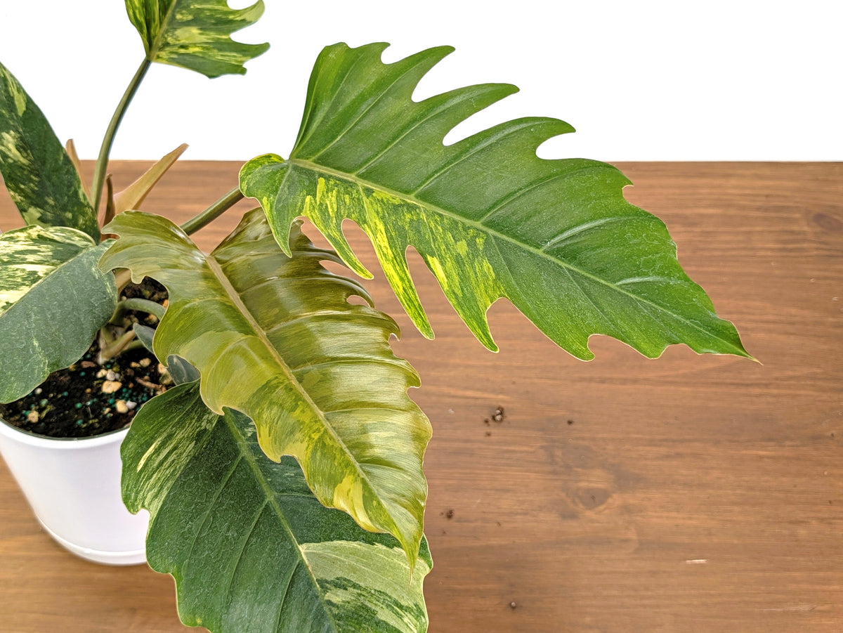 Philodendron Caramel Marble Variegated XXL Exact Plant #36A