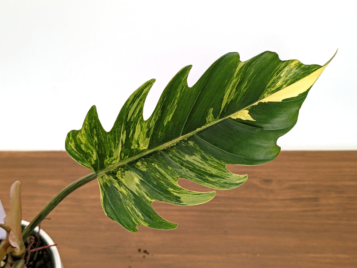 Philodendron Caramel Marble Variegated XXL Exact Plant #36A
